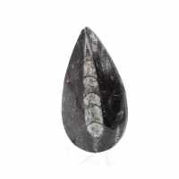 Fossiele Orthoceras