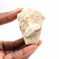 Fossiele tand van Otodus uit Marokko