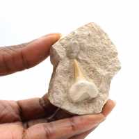 Fossiele tand van Otodus uit Marokko