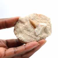 Fossiele tand van Otodus uit Marokko