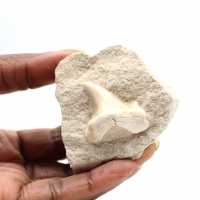 Fossiele tand van Otodus uit Marokko