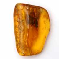 Baltische barnsteen – Mineralogie Kiezel Item