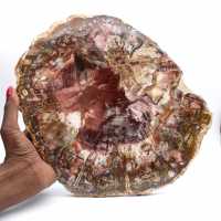 Versteend hout (fossiel) gepolijste plak, decoratief exemplaar uit Madagaskar Versteend hout (fossiel) gepolijste plak, decoratief exemplaar uit Madagaskar