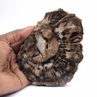 Klein gepolijst versteend hout, authentieke fossiele plak, Madagaskar Klein gepolijst versteend hout, authentieke fossiele plak, Madagaskar