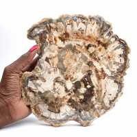 Fossiel van versteend hout, grote gepolijste plak, decoratief ornament, Madagaskar