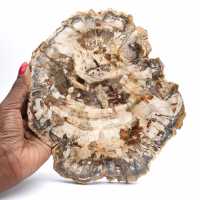 Gepolijste plak gefossiliseerd (versteend) hout, enorm exemplaar, Madagaskar Gepolijste plak gefossiliseerd (versteend) hout, enorm exemplaar, Madagaskar