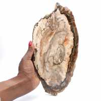 Gefossiliseerd hout gepolijst plakje, prestigieus decoratief exemplaar, Madagaskar Gefossiliseerd hout gepolijst plakje, prestigieus decoratief exemplaar, Madagaskar