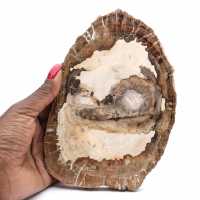 Gepolijst fossiel houtplakje, karakterornament, Madagaskar Gepolijst fossiel houtplakje, karakterornament, Madagaskar