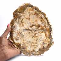 Groot stuk gepolijst versteend hout, massief fossiel verzamelobject, Madagaskar Groot stuk gepolijst versteend hout, massief fossiel verzamelobject, Madagaskar