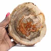 Gepolijst versteend hout (plak), verzamelobject, Madagaskar Gepolijst versteend hout (plak), verzamelobject, Madagaskar