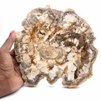Gefossiliseerd hout (plak), gepolijst ornament, verzamelobject, Madagaskar