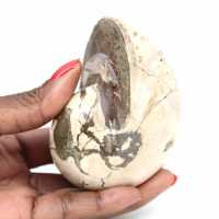 Ammonietspecimen uit Madagaskar - Gepolijst fossiel voor verzamelaars