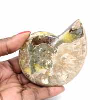 Gepolijste fossiele ammoniet - Prachtige natuursteen voor decoratie