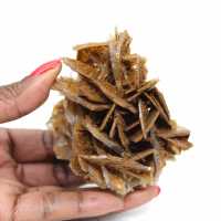 Kleine Marokkaanse bruine bariet