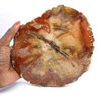 Schijf van fossiel Majunga-hout - Natuurlijk decoratief object