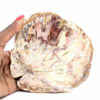 Versteend hout uit Madagaskar - Gepolijste sectie voor verzamelaars