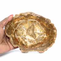 Klein stukje versteend hout - Authentiek product uit Madagaskar