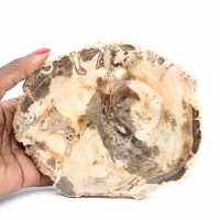 Versteend hout van Majunga - Natuursteensectie