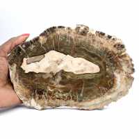 Langwerpige plak versteend hout - Herkomst: Madagaskar