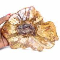 Gepolijst gedeelte van fossiel hout - mineraal uit Majunga