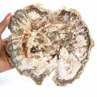 Grote plak versteend hout uit Madagaskar - een uitzonderlijk stuk
