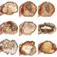 Grote plak versteend hout - Majunga-collectie