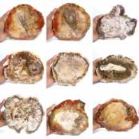 Grote plak versteend hout - Majunga-collectie