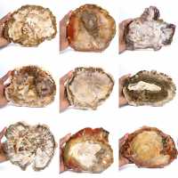 Grote plak versteend hout - Majunga-collectie Grote plak versteend hout - Majunga-collectie