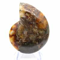 Ammoniet uit Madagaskar met gepolijst en ongepolijst oppervlak