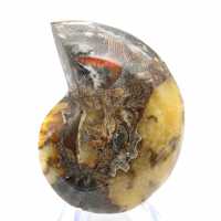 Gepolijst ammonietfossiel: esthetiek en wetenschap