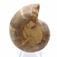 Ammonietexemplaar: De Madagaskar-spiraal