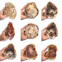 Versteend hout uit Madagaskar