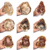 Versteend hout uit Madagaskar