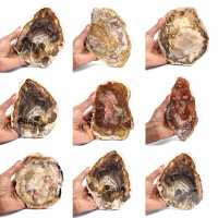 Versteend hout uit Madagaskar