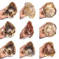 Versteend hout uit Madagaskar