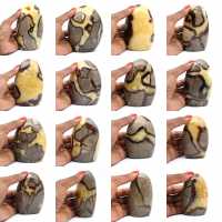 Rots in Septaria Rots in Septaria