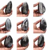 Marokkaanse Orthoceras