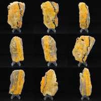 Bumblebee Jasper Bumblebee Jasper