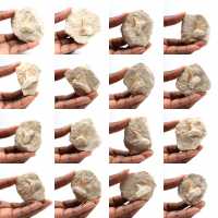 Fossiele tand van Otodus Fossiele tand van Otodus