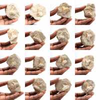 Fossiele tand van Otodus