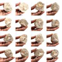 Fossiele tand van Otodus