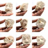 Fossiele tand van Otodus uit Marokko