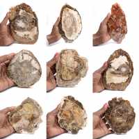 Gepolijste versteende houtplak, klein fossiel ornament, Madagaskar