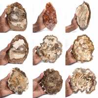 Gepolijste versteende houtplak, klein fossiel ornament, Madagaskar Gepolijste versteende houtplak, klein fossiel ornament, Madagaskar