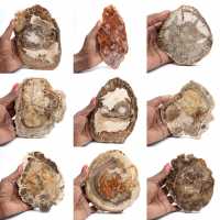 Gepolijste versteende houtplak, klein fossiel ornament, Madagaskar Gepolijste versteende houtplak, klein fossiel ornament, Madagaskar