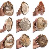 Gepolijste versteende houtplak, klein fossiel ornament, Madagaskar Gepolijste versteende houtplak, klein fossiel ornament, Madagaskar