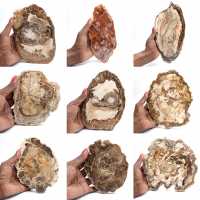 Gepolijste versteende houtplak, klein fossiel ornament, Madagaskar Gepolijste versteende houtplak, klein fossiel ornament, Madagaskar