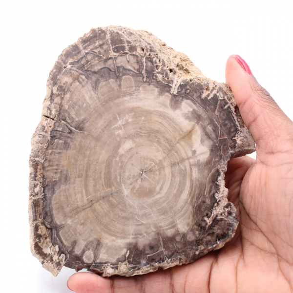Plak van versteend fossiel hout