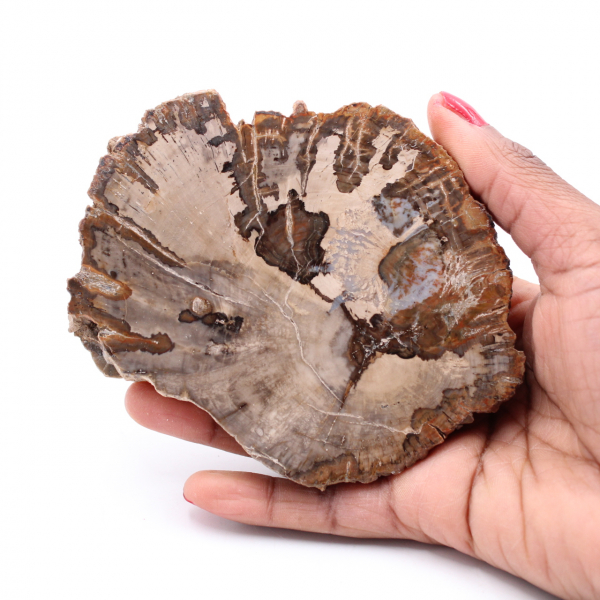 Plak van versteend fossiel hout