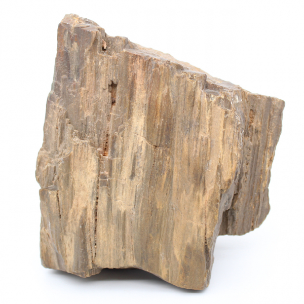 Arizona fossiele houtblok